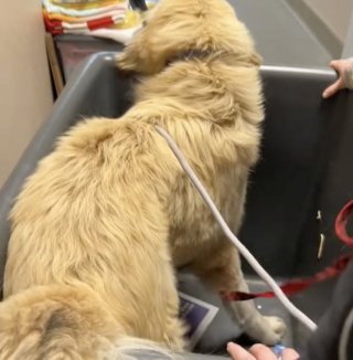 Illustration de l'article : Une femme part faire les courses… et revient avec un chien à la maison (vidéo)