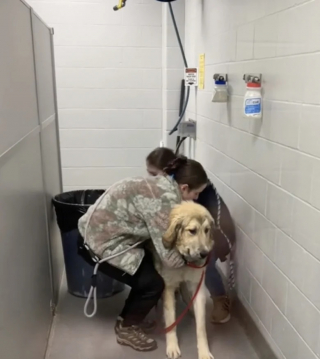 Illustration de l'article : Une femme part faire les courses… et revient avec un chien à la maison (vidéo)