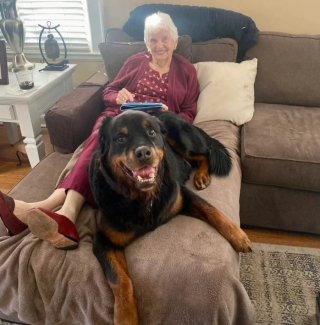 Illustration de l'article : 10 photos de chats et de chiens qui adorent leurs humains