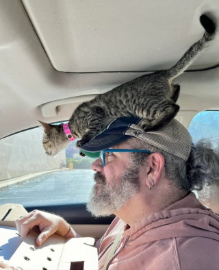 Illustration de l'article : 10 photos de chats et de chiens qui adorent leurs humains