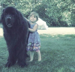 Illustration de l'article : 10 photos de chats et de chiens qui adorent leurs humains