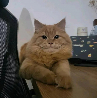 Illustration de l'article : 10 photos de chats et de chiens qui adorent leurs humains