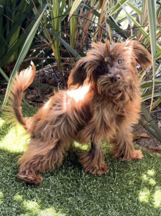 Illustration de l'article : Une chienne handicapée laissée pour morte dans une boîte en carton est sauvée de justesse