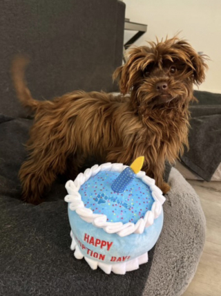 Illustration de l'article : Une chienne handicapée laissée pour morte dans une boîte en carton est sauvée de justesse