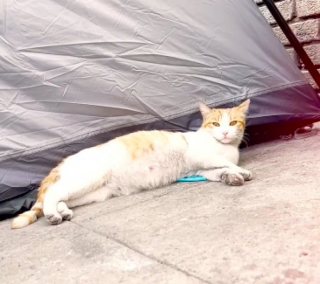 Illustration de l'article : Une chatte errante et enceinte est sauvée par un sans-abri et les soins d’un vétérinaire