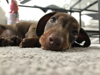 Illustration de l'article : Ce Teckel bien dressé prend une chanson au pied de la lettre (vidéo)