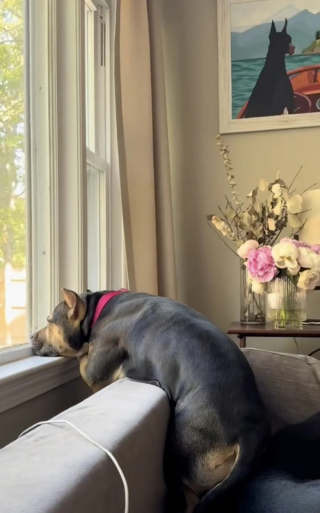 Illustration de l'article : Cette chienne adoptée aime tellement son maître qu’elle l’attend tristement à la fenêtre (vidéo)