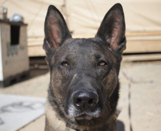 Illustration de l'article : Après des années de service, un chien militaire profite d’une retraite bien méritée auprès de son ancien compagnon d’armes