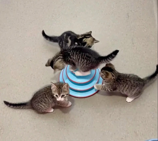 Illustration de l'article : Un couple pensait adopter 2 chats mais tombent amoureux de toute la famille