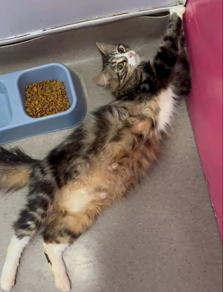 Illustration de l'article : Un couple pensait adopter 2 chats mais tombent amoureux de toute la famille