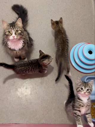 Illustration de l'article : Un couple pensait adopter 2 chats mais tombent amoureux de toute la famille