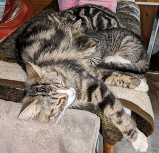 Illustration de l'article : Un couple pensait adopter 2 chats mais tombent amoureux de toute la famille