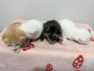 Illustration de l'article : Recueillie juste à temps, une chatte met bas chez sa famille d’accueil