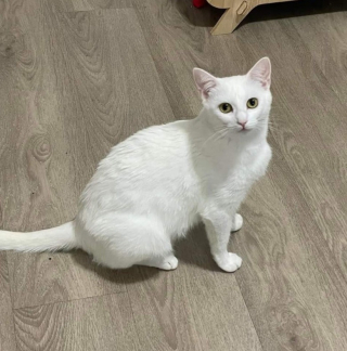 Illustration de l'article : Recueillie juste à temps, une chatte met bas chez sa famille d’accueil