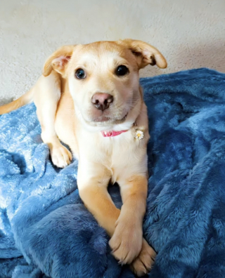 Illustration de l'article : Débordant de joie depuis son adoption, une chienne célèbre chaque retour de son maître de la plus émouvante des manières (vidéo)