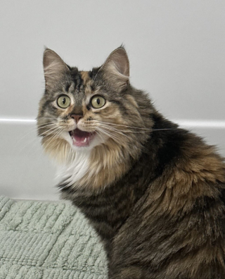 Illustration de l'article : Une chatte en quête d’attention met au point un dangereux stratagème pour obtenir un câlin