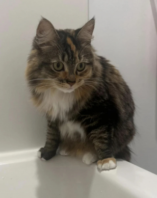 Illustration de l'article : Une chatte en quête d’attention met au point un dangereux stratagème pour obtenir un câlin