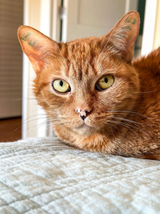 Illustration de l'article : Après 12 ans passés en laboratoire, cette chatte a enfin droit à un véritable foyer