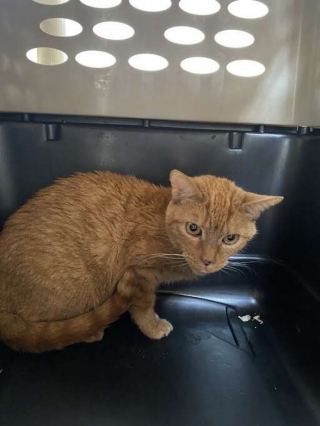 Illustration de l'article : Après 12 ans passés en laboratoire, cette chatte a enfin droit à un véritable foyer