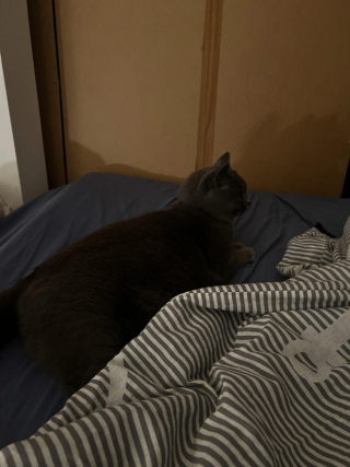 Illustration de l'article : Un homme se réveille avec un chat dans son lit alors qu’il n’a jamais eu d’animaux de compagnie