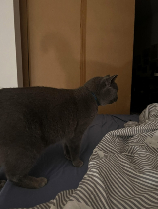 Illustration de l'article : Un homme se réveille avec un chat dans son lit alors qu’il n’a jamais eu d’animaux de compagnie