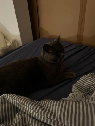 Illustration de l'article : Un homme se réveille avec un chat dans son lit alors qu’il n’a jamais eu d’animaux de compagnie