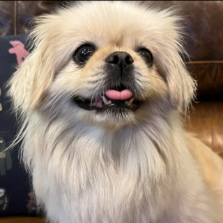 Illustration de l'article : Maltraitée pendant des années dans une usine à chiots, cette petite chienne réapprend à faire confiance aux humains grâce à l’amour d’un enfant (vidéo)