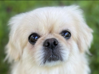Illustration de l'article : Maltraitée pendant des années dans une usine à chiots, cette petite chienne réapprend à faire confiance aux humains grâce à l’amour d’un enfant (vidéo)
