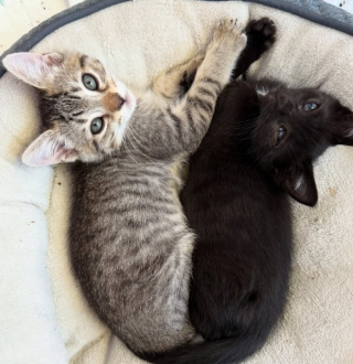 Illustration de l'article : Grâce à une bénévole, 2 chatons inséparables trouvent un foyer ensemble