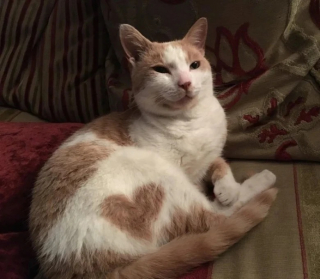 Illustration de l'article : 10 chats avec des motifs amusants dans leur pelage