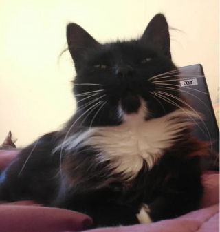 Illustration de l'article : 10 chats avec des motifs amusants dans leur pelage