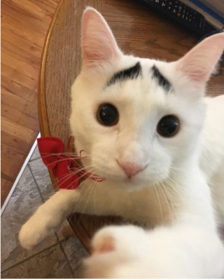 Illustration de l'article : 10 chats avec des motifs amusants dans leur pelage