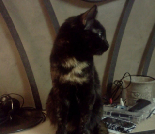 Illustration de l'article : 10 chats avec des motifs amusants dans leur pelage