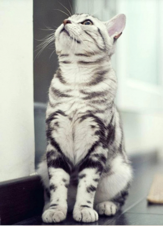 Illustration de l'article : 10 chats avec des motifs amusants dans leur pelage