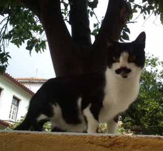 Illustration de l'article : 10 chats avec des motifs amusants dans leur pelage