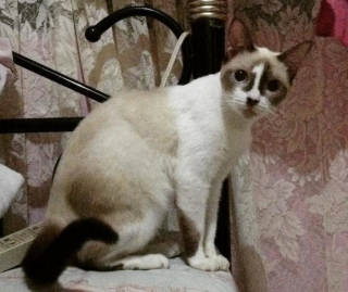 Illustration de l'article : 10 chats avec des motifs amusants dans leur pelage