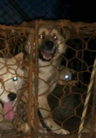 Illustration de l'article : Autrefois destiné à l’abattoir, un chien profite aujourd’hui d’une vie heureuse à l’autre bout du globe