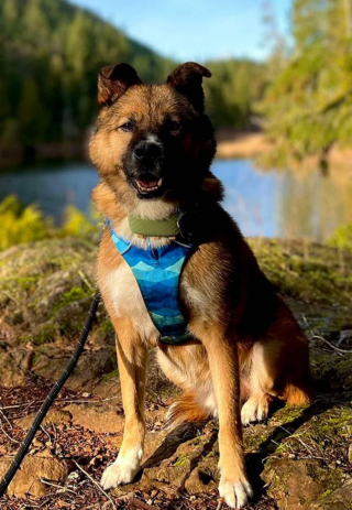 Illustration de l'article : Autrefois destiné à l’abattoir, un chien profite aujourd’hui d’une vie heureuse à l’autre bout du globe