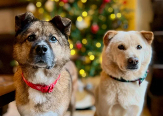 Illustration de l'article : Autrefois destiné à l’abattoir, un chien profite aujourd’hui d’une vie heureuse à l’autre bout du globe