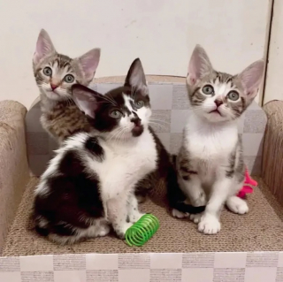 Illustration de l'article : Des bénévoles trouvent un chaton frigorifié et sauvent toute sa famille