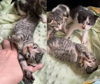 Illustration de l'article : Des bénévoles trouvent un chaton frigorifié et sauvent toute sa famille