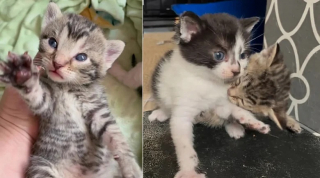 Illustration de l'article : Des bénévoles trouvent un chaton frigorifié et sauvent toute sa famille