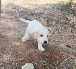 Illustration de l'article : Seul au milieu de nulle part, un chiot en détresse attendrit une cavalière et trouve enfin de l’aide (vidéo)
