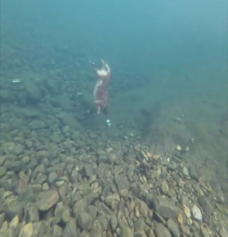 Illustration de l'article : Un Golden Retriever plonge à plusieurs mètres de profondeur pour récupérer un objet (vidéo)