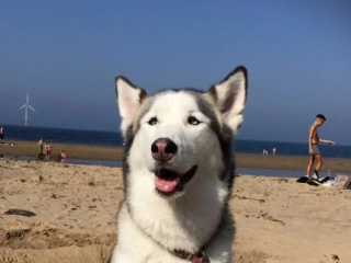 Illustration de l'article : Sur un parking, une vétérinaire sauve un Husky en lui faisant un massage cardiaque