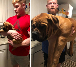 Illustration de l'article : 10 photos de chats et de chiens qui ont grandi de manière impressionnante