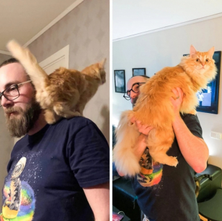 Illustration de l'article : 10 photos de chats et de chiens qui ont grandi de manière impressionnante