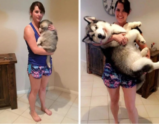 Illustration de l'article : 10 photos de chats et de chiens qui ont grandi de manière impressionnante