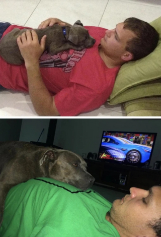 Illustration de l'article : 10 photos de chats et de chiens qui ont grandi de manière impressionnante