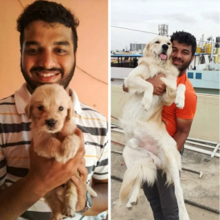 Illustration de l'article : 10 photos de chats et de chiens qui ont grandi de manière impressionnante